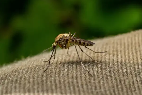 servicio-control-mosquitos–04 servicio-control-mosquitos--04